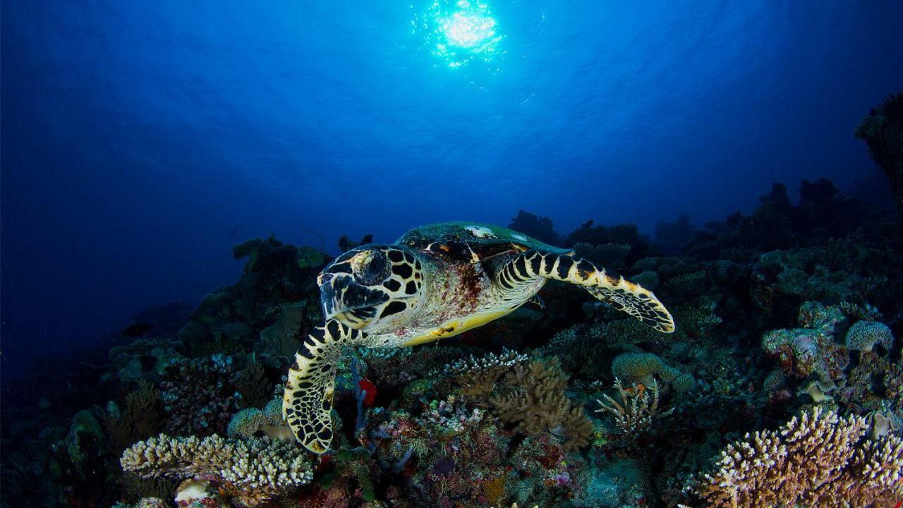 Vakkaru Maldives - 30 Percent Off On Seaplane Transfers For Stays Until 19 Dec 2025 Thulhaadhoo Exterior foto